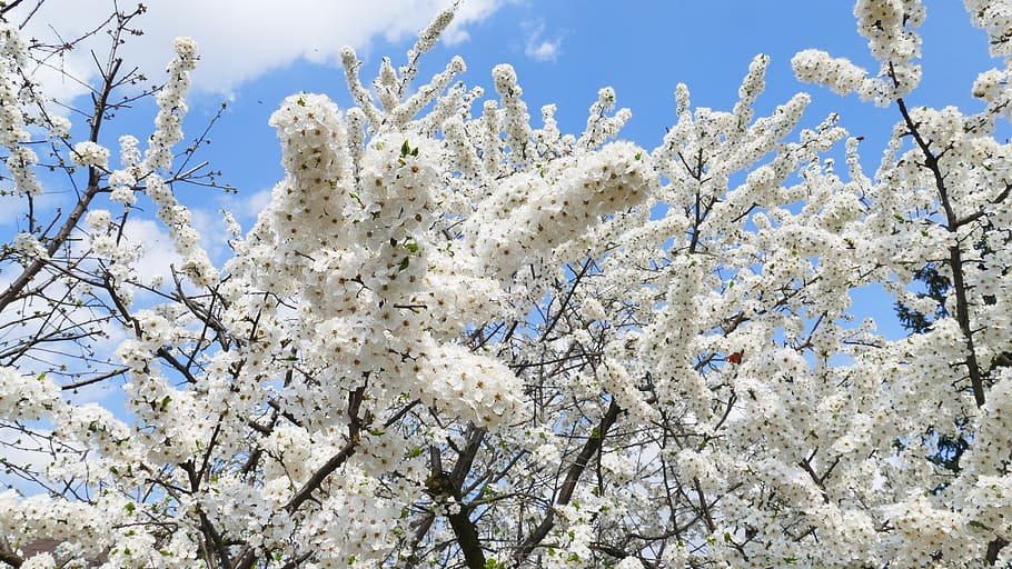 sakura, mirabelka, flowers, tree, nature, spring, white, blooming HD wallpaper