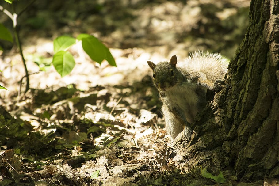 gray squirrel by tree trunk on groud, animal themes, one animal HD wallpaper