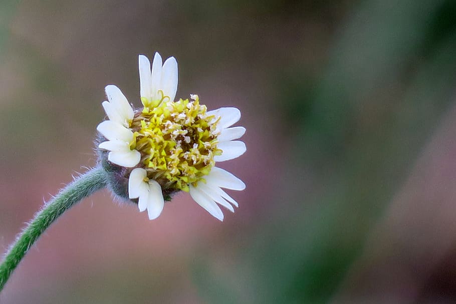feather mount daisy, nature, flower, leaf, plant, outdoor, petal HD wallpaper