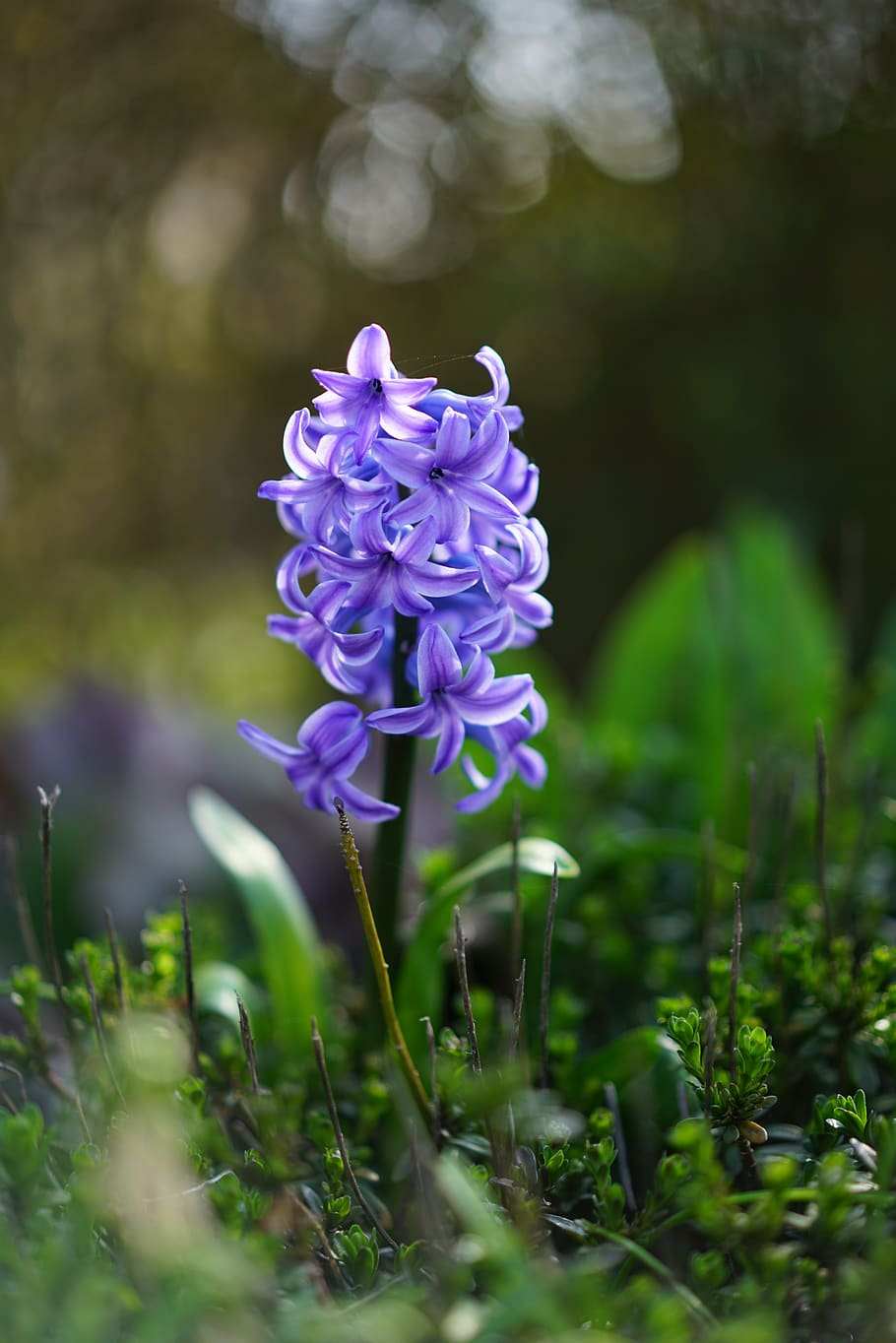 garden hyacinth, flower, blossom, bloom, blue, violet, hyacinthus orientalis, HD wallpaper