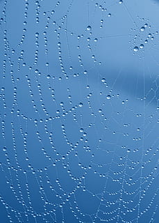 Spider Web With Water Droplets, close-up, cobweb, dew, spider's web HD wallpaper
