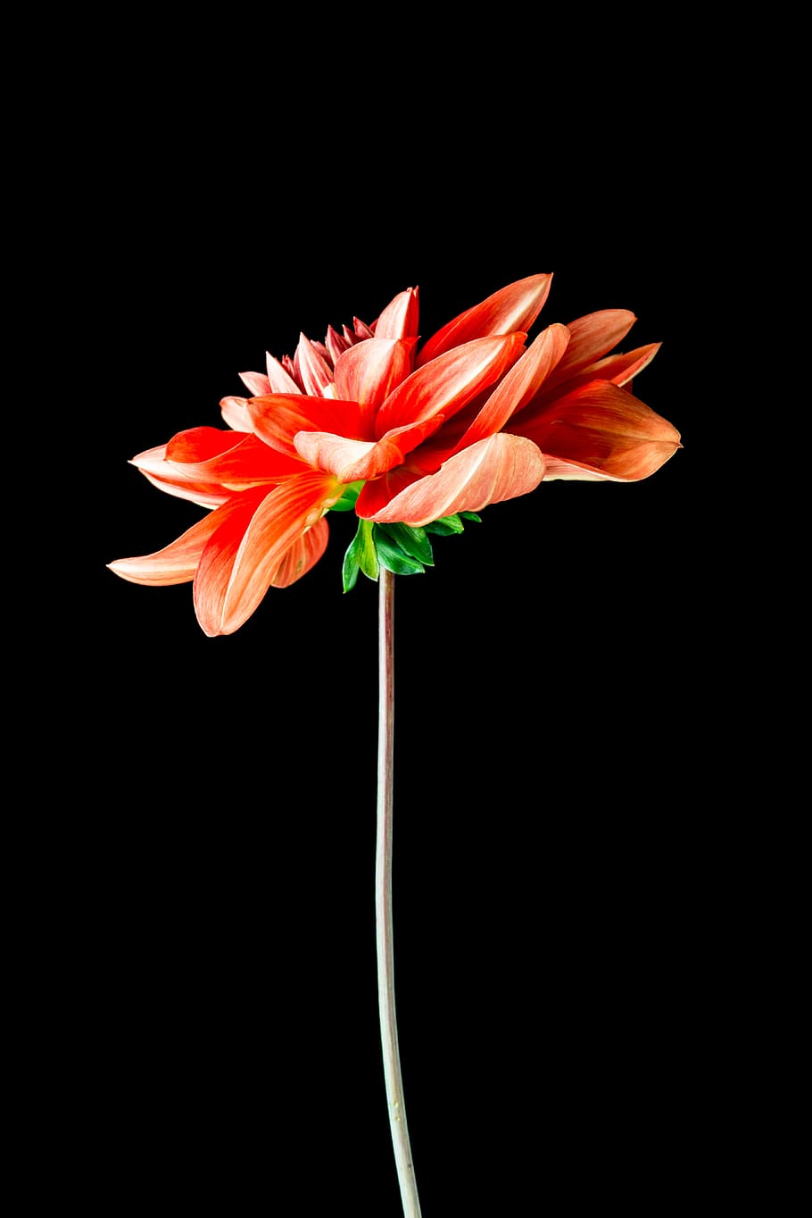 orange, flower, daisy, isolated, on black background, flowering plant HD wallpaper