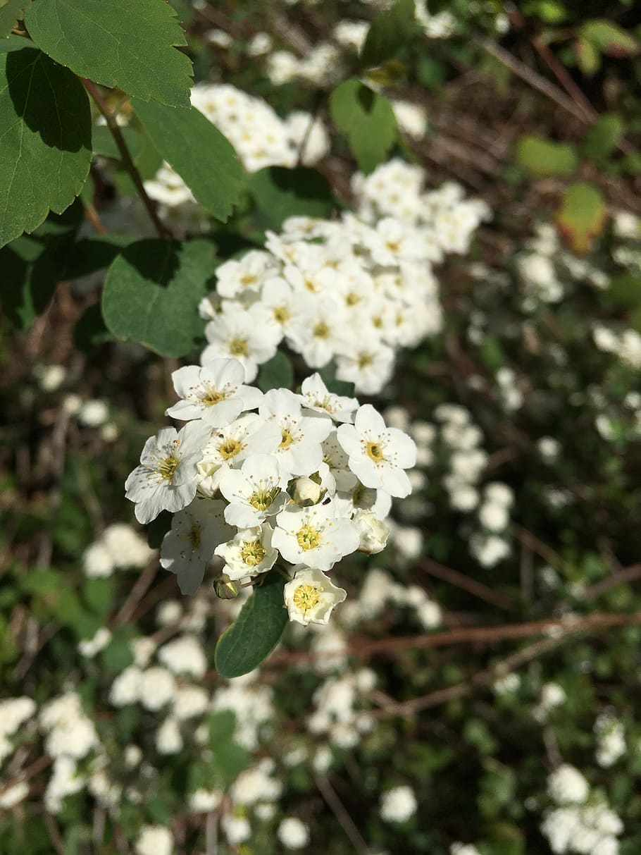 flower, green, nature, spring, brown, bloom, plant, white, natural HD wallpaper