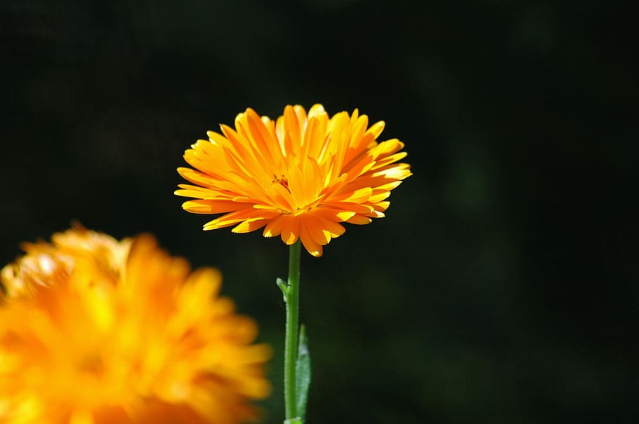 flower, orange, yard, light, flowering plant, vulnerability HD wallpaper