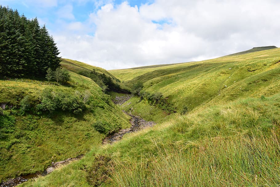 nature, meadow, summer, grass, bach, creek, cloud - sky, plant HD wallpaper