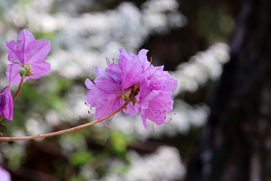azalea, spring, flowers, garden, nature, plants, petal, flowering HD wallpaper