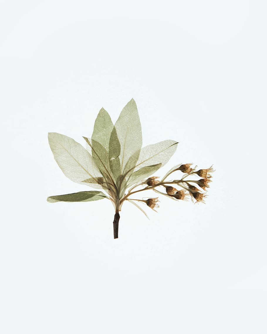 white background, studio shot, leaf, plant part, copy space HD wallpaper