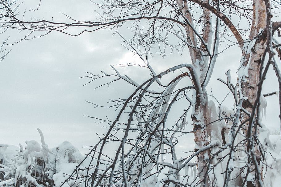 canada, goderich, froze, frozen, snow, tree, winter, ice, cold temperature HD wallpaper