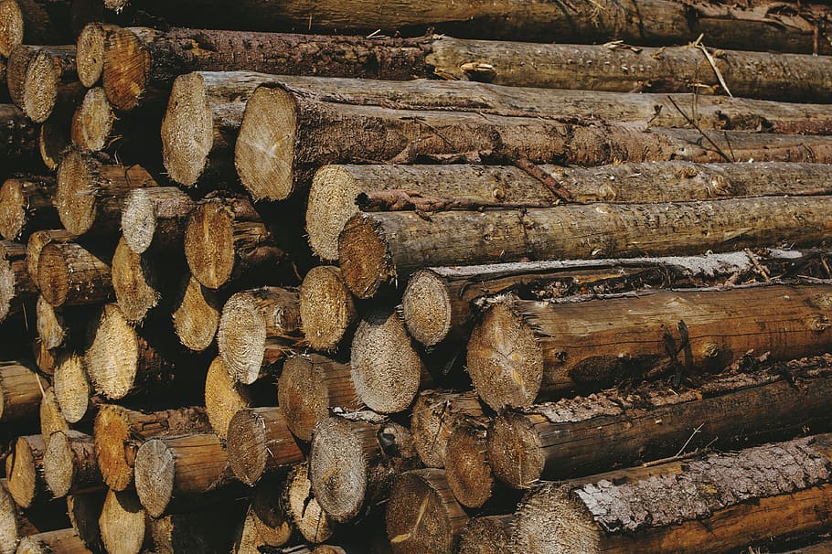belgium, aywaille, tree, trunk, forest, wood, large group of objects HD wallpaper