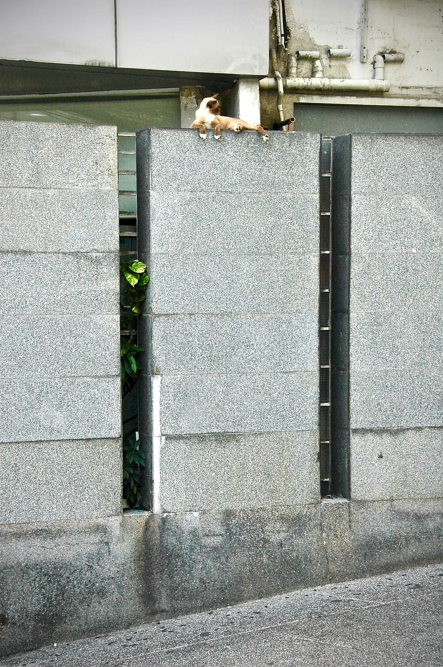 thai cat, wall, architecture, built structure, wall - building feature HD wallpaper