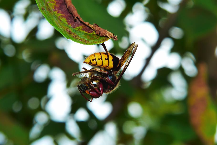 animal wildlife, insect, invertebrate, animal themes, animals in the wild HD wallpaper