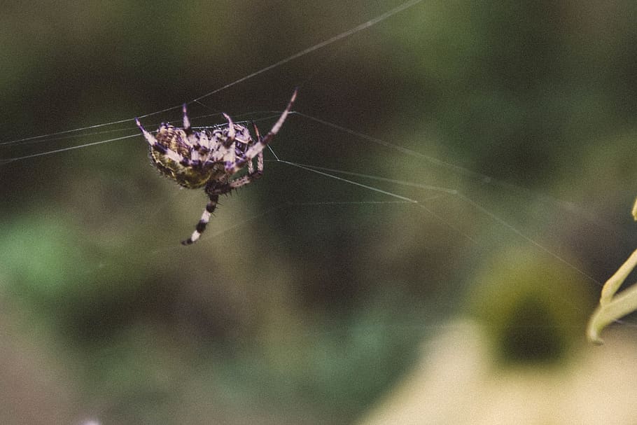 spider, forest, plant, outside, invertebrate, animal themes HD wallpaper