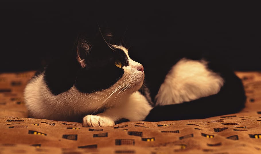 cat, pet, kitten, view, handsome man, darling, home, domestic cat HD wallpaper