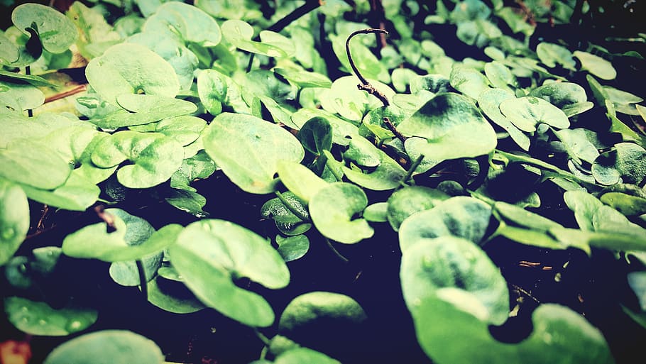 greenery, leaf, plant part, green color, growth, nature, beauty in nature HD wallpaper