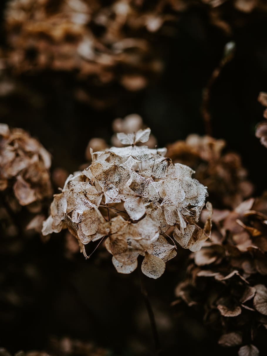 brown plant, nature, outdoors, ice, snow, fungus, leaf, blossom HD wallpaper