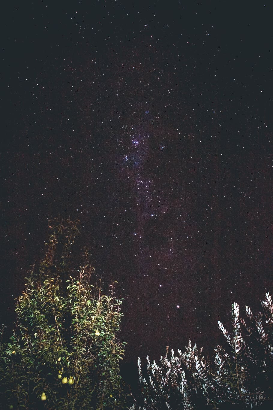 stars, night, tree, plant, sky, beauty in nature, space, astronomy HD wallpaper