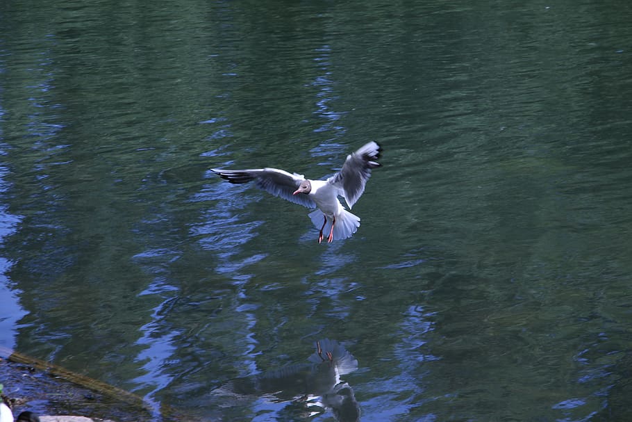 bird, flying, nature, dom, wings, himmel, animals, animal themes HD wallpaper