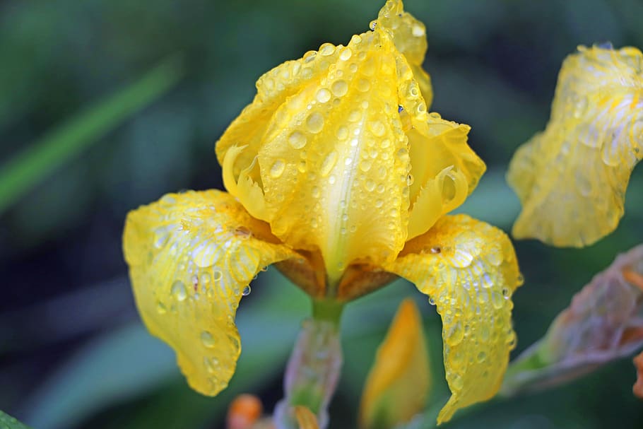 rain, flower, yellow, plants, nature, drops, close, garden HD wallpaper