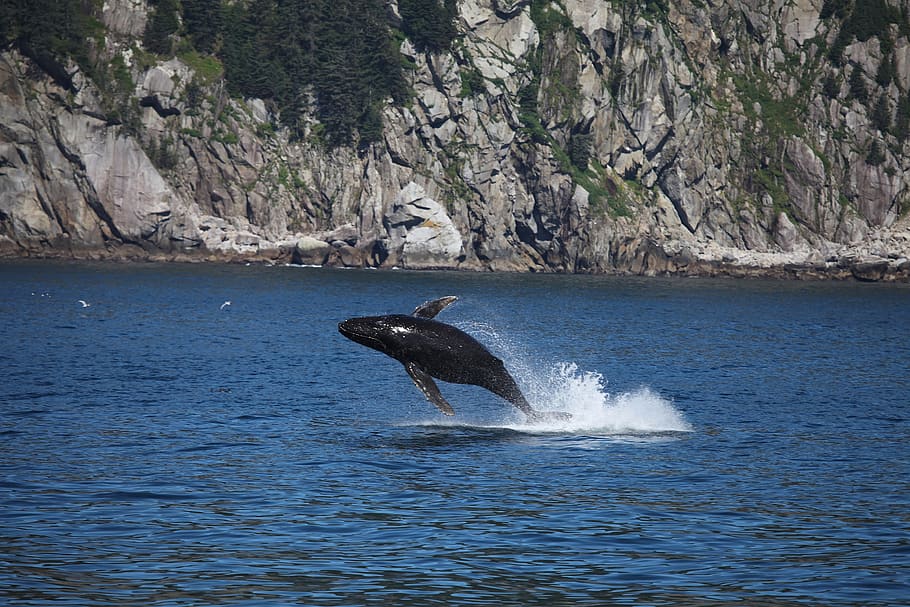 humpback whale, jumping, breaching, ocean, mammal, marine, spray, HD wallpaper