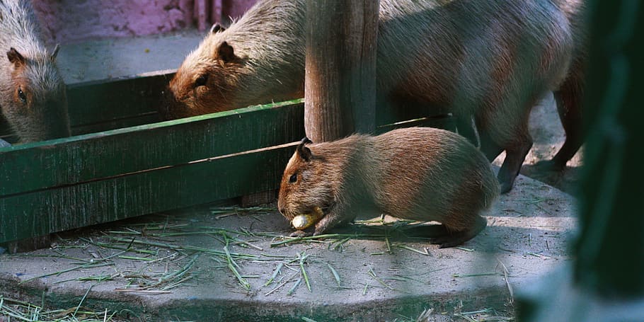 thailand, mammal, animal themes, no people, vertebrate, one animal HD wallpaper