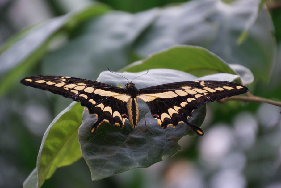 butterfly, nature, creation, insect, invertebrate, one animal HD wallpaper