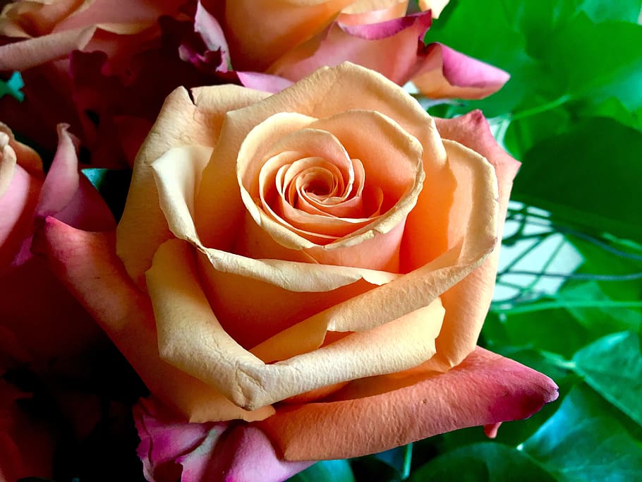 rose, orange, blossom, bloom, romantic, flower, beauty in nature HD wallpaper