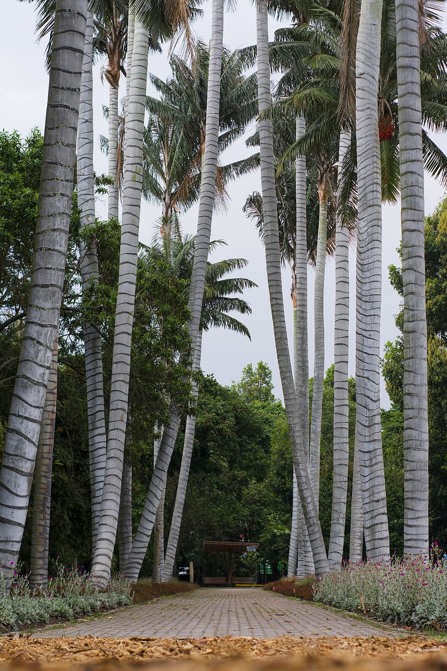Coconut Trees Beside Road, landscape, palm trees, palms, path HD wallpaper