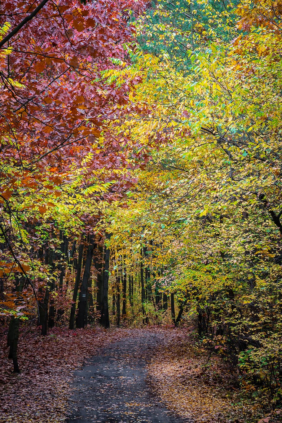 autumn, tree, forest, foliage, colorful, the path, landscape HD wallpaper