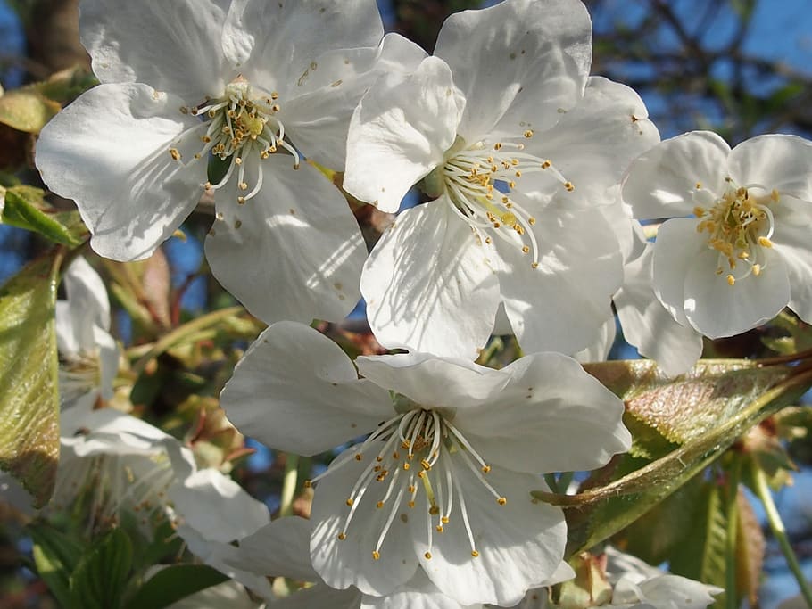 spring, cherry blossom, white, nature, flowers, flowering plant HD wallpaper