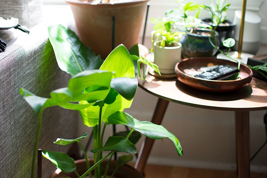 plant, green, morning, california, sunlight, apartment, modern, HD wallpaper