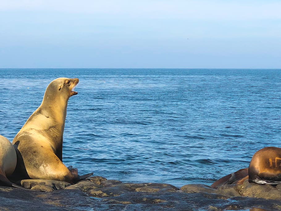 sealion, vocal, singing, blue, wildlife, coast, angry, beautiful HD wallpaper