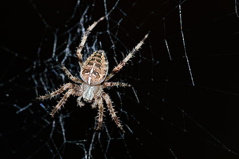 brown spider on webs, insect, animal, invertebrate, arachnid HD wallpaper