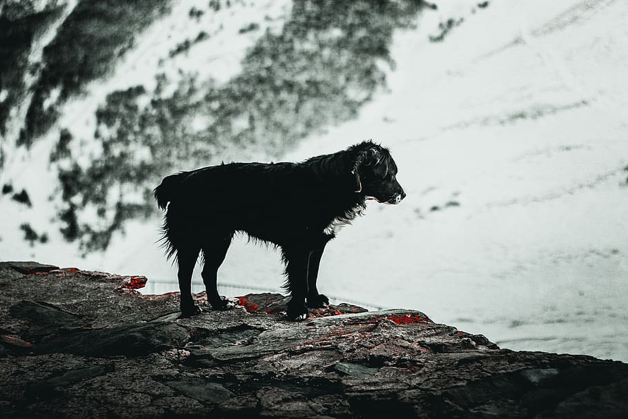 long-coated black dog on stone hill, canine, animal, mammal, pet, HD wallpaper