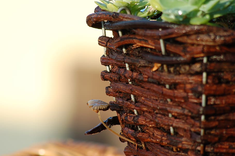 fungus, mushrooms, nature, close-up, selective focus, focus on foreground HD wallpaper
