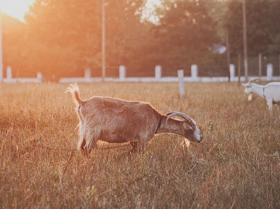 brown goat on lawn, animal, mammal, odessa, ukraine, wildlife HD wallpaper