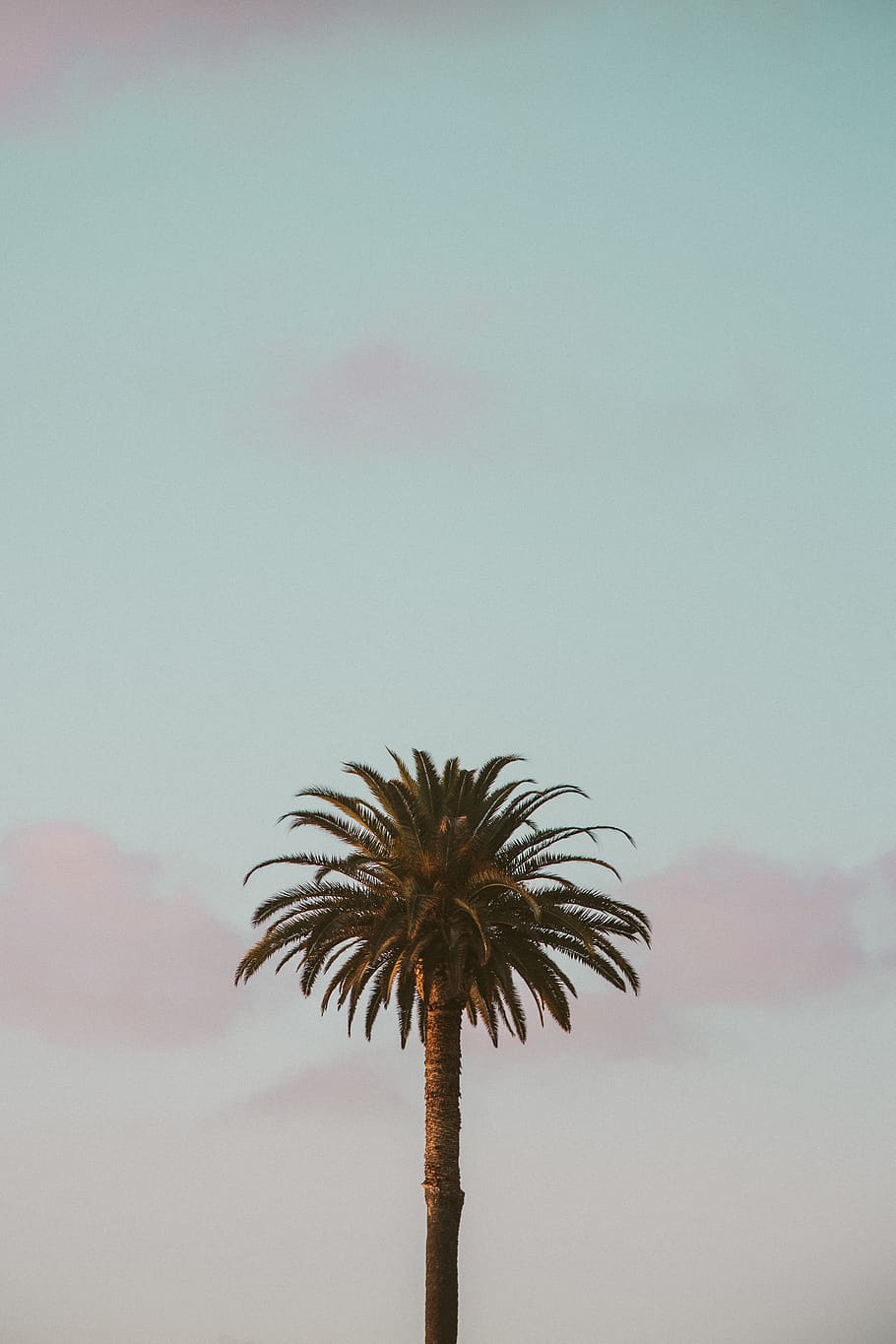 green palm tree, arecaceae, plant, backgrounds, computer backgrounds HD wallpaper