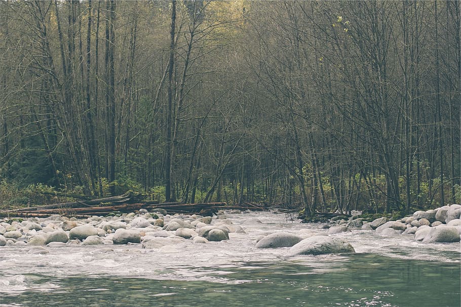 river, water, rocks, trees, forest, woods, nature, stream, branches HD wallpaper