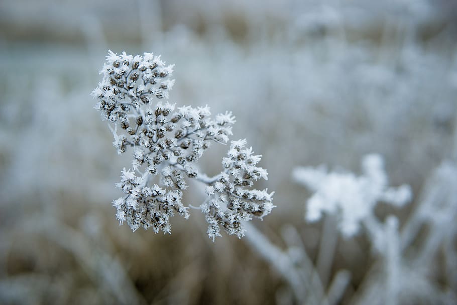 frozen, winter, snow, flower, christmas, cold temperature, plant HD wallpaper