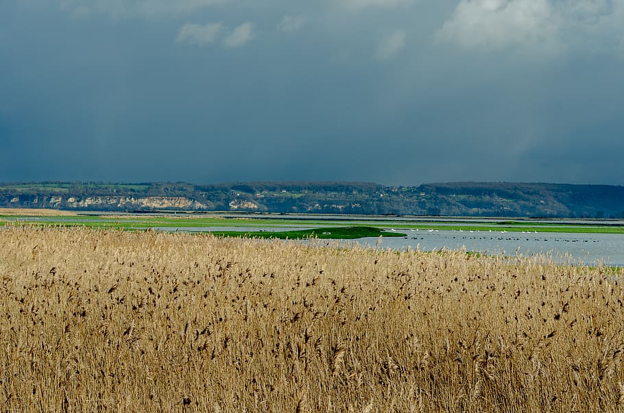 france, landscape, reed bed, estuary, normandy, reserve, natural HD wallpaper