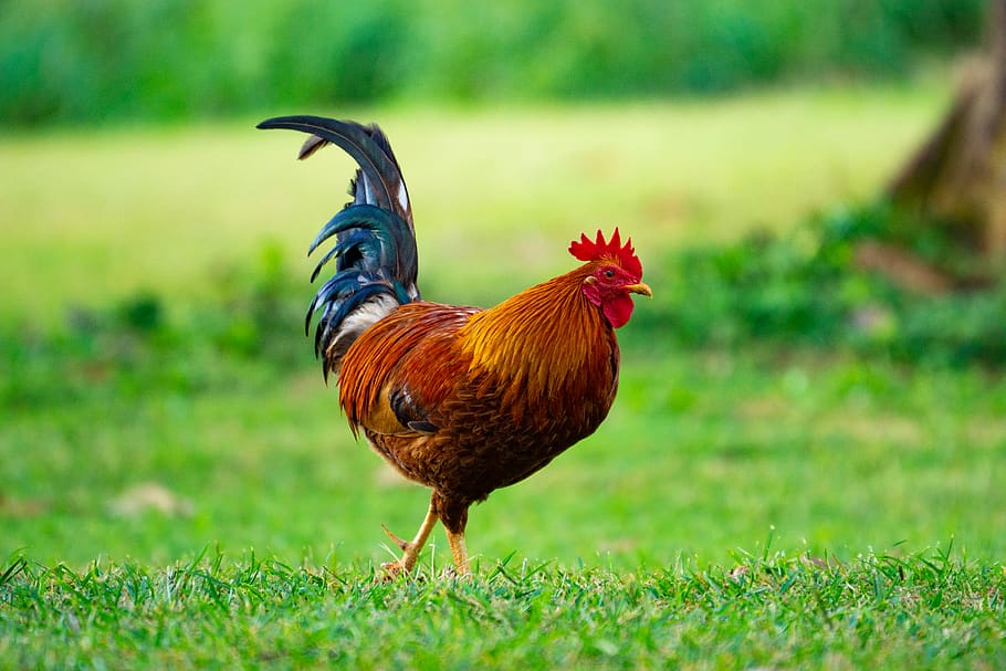 brown rooster on grass field, chicken - bird, livestock, domestic animals HD wallpaper