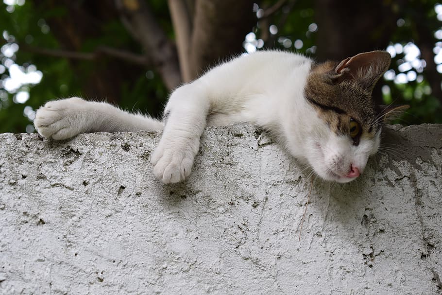 serbia, belgrade, cat, domestic, domestic cat, animal themes HD wallpaper