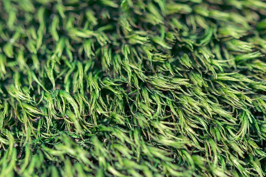 moss, green, closeup, nature, forest, macro, outdoor, green color HD wallpaper