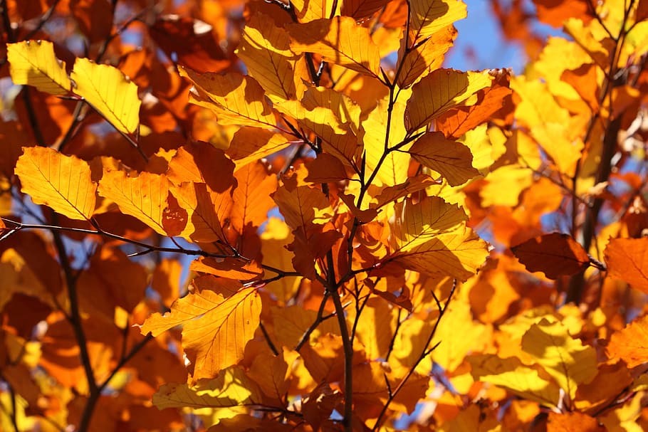 leave, leaf, dry, fall, fallen, autumn, nature, plant part HD wallpaper