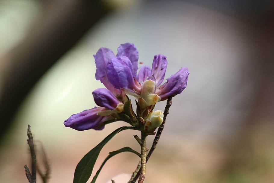 azalea, flower, spring, nature, plants, rhododendron, botany HD wallpaper
