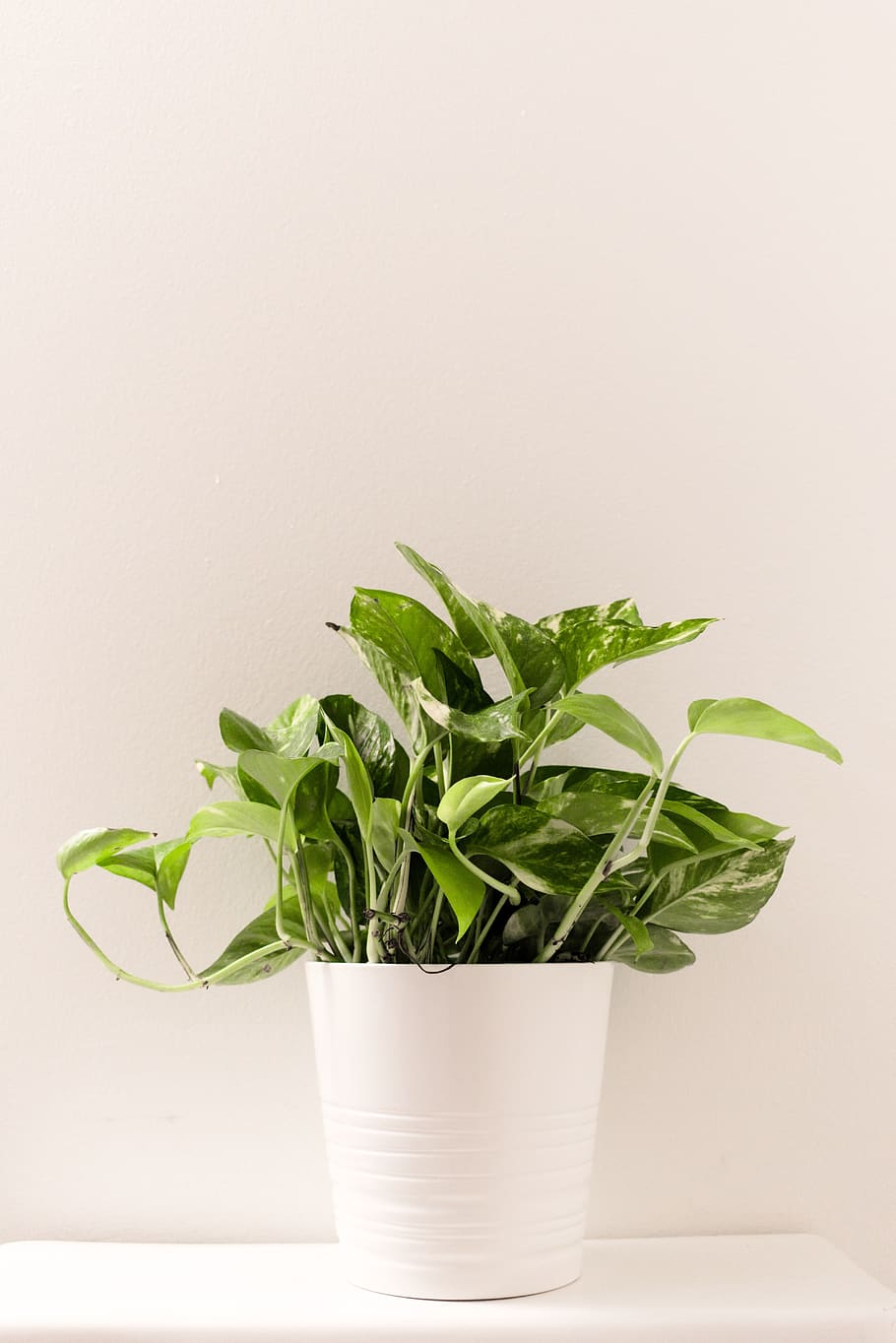 plant, ceramic, white, pot, nature, pottery, garden, porcelain HD wallpaper