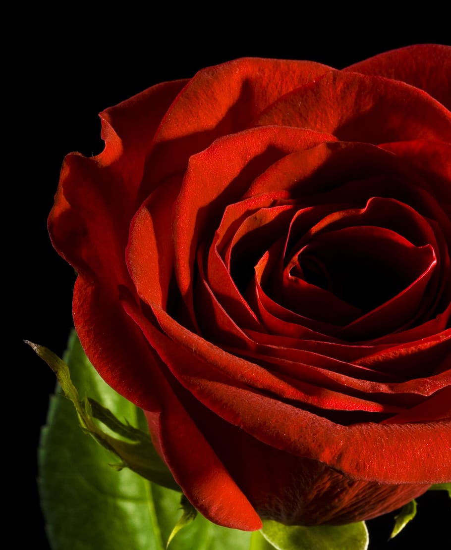 con2011, flower, fresh, gift, isolated, photo, red, romance HD wallpaper