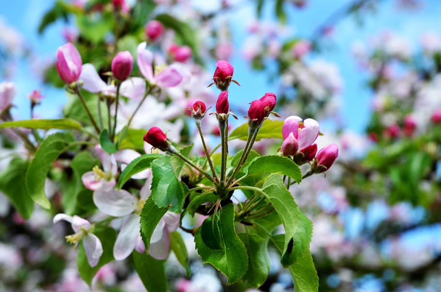 apple blossom, spring, apple tree, bloom, garden, apple tree blossom HD wallpaper