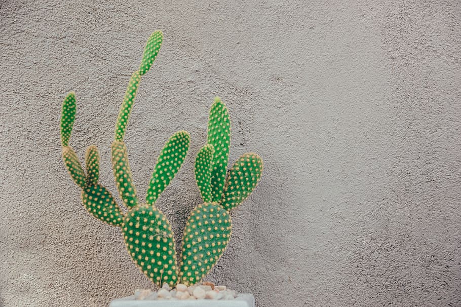 Green Cactus Near Gray Concrete Wall, art, color, decoration