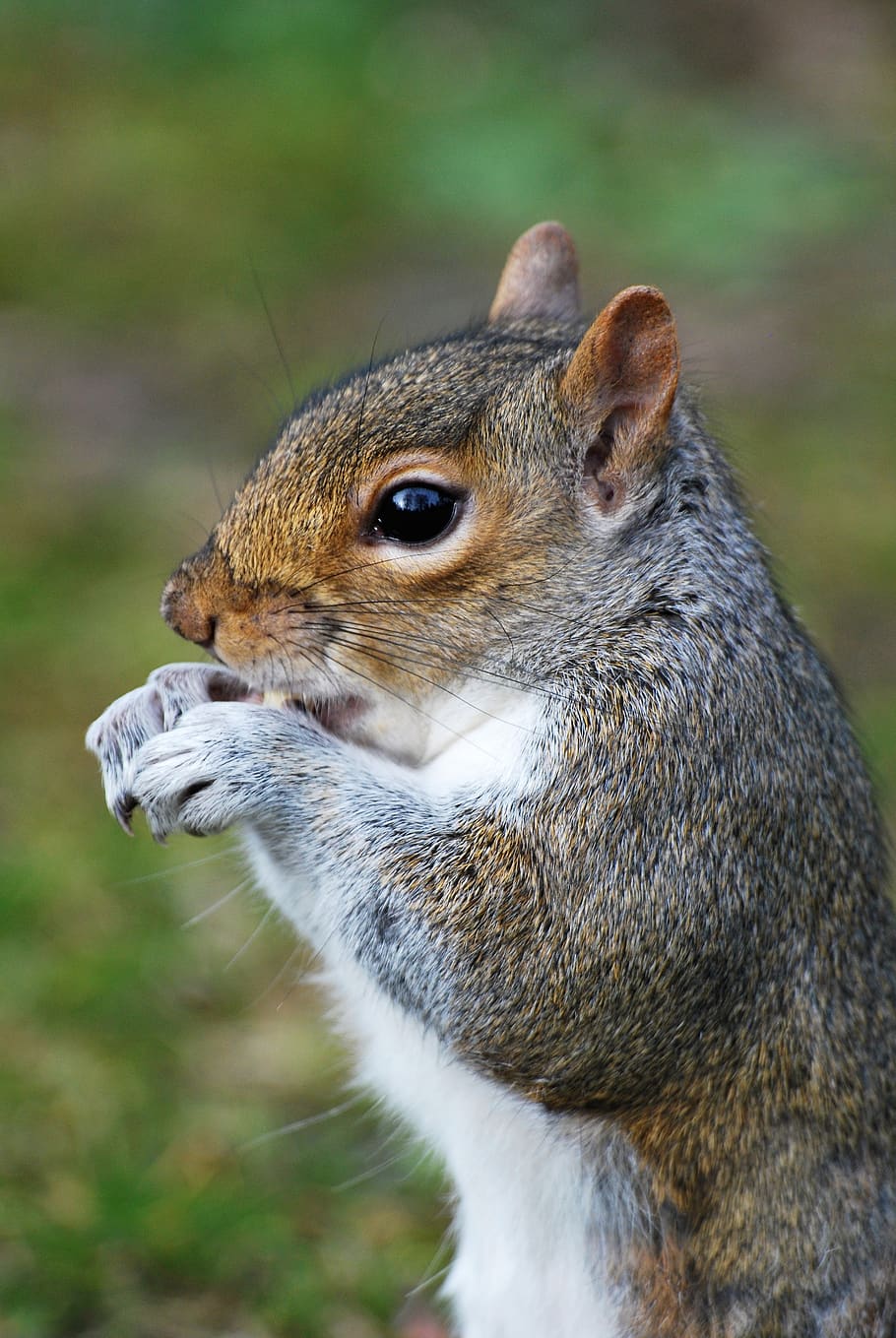 squirrel, animal, rodent, grey, cute, nager, nature, animal world HD wallpaper