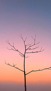 orange sky over bare tree at sunset, 11045 nirolhu magu - 18 goalhi HD wallpaper